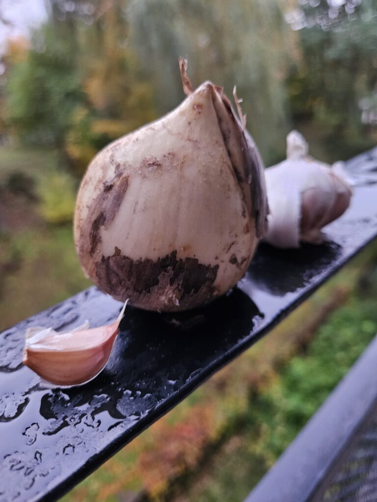 Didžiausia česnako skiltelė