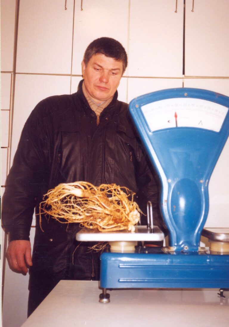 Didžiausias vaistinis ženšenis