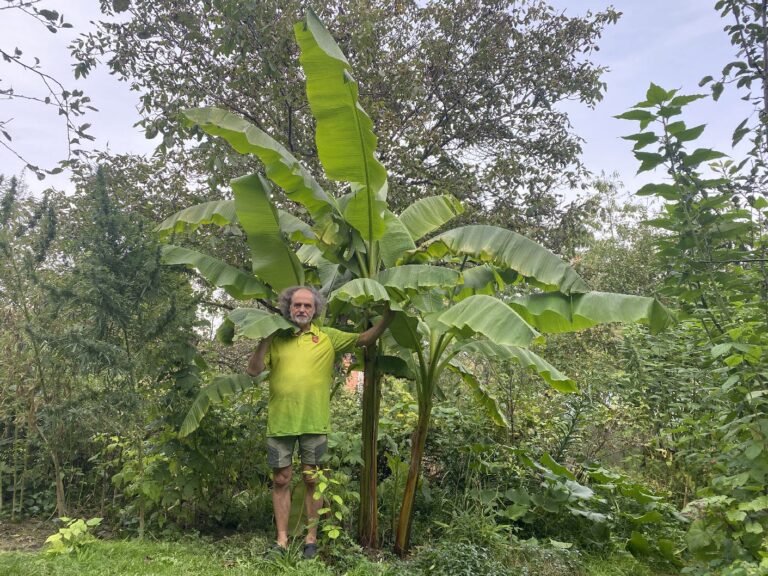 Aukščiausias bananmedis